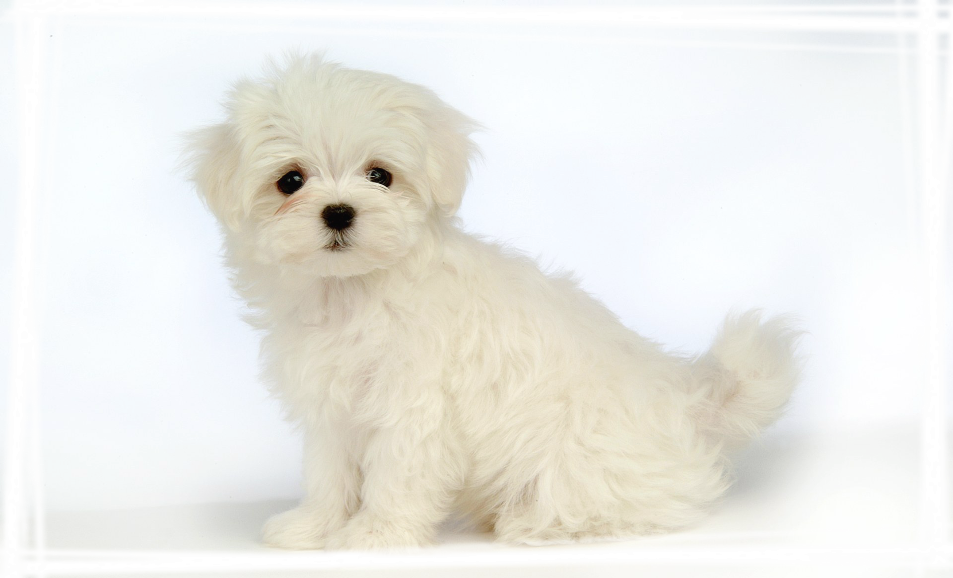 萌宠小狗电脑桌面高清壁纸