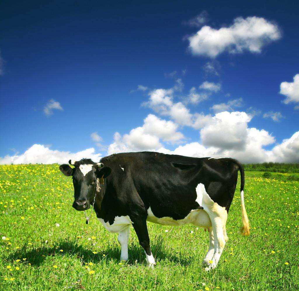 很多人喜欢喝牛奶,那么你知道奶牛怎么养殖吗?分享奶牛养殖经验