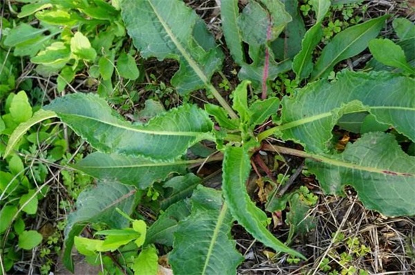 农村人的野菠菜,穷人曾靠它保命,殊不知根部更是金不换