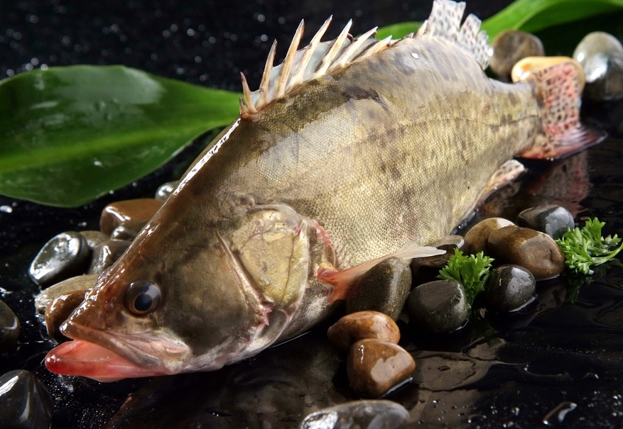 刺鱼- 优质问答专区