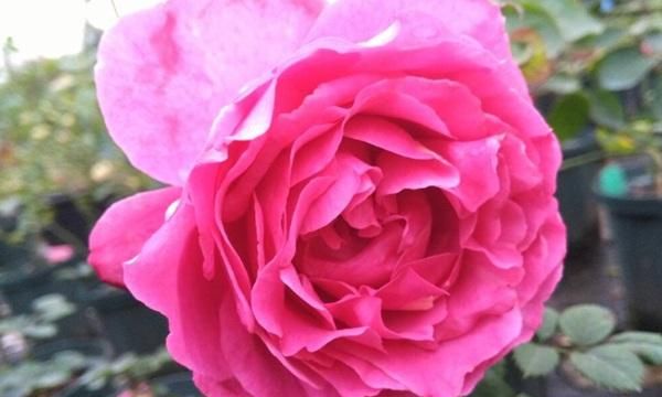 4月发文:月季伊芙红色,好闻的大马士革玫瑰香味