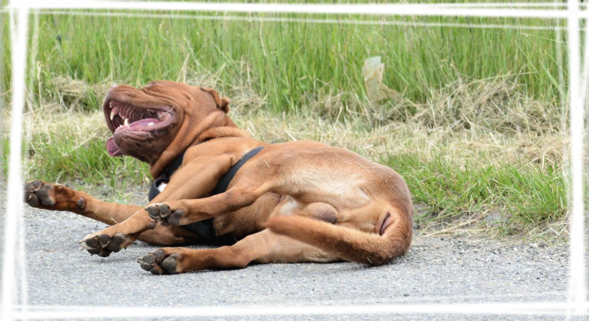 工作犬波尔多犬桌面壁纸