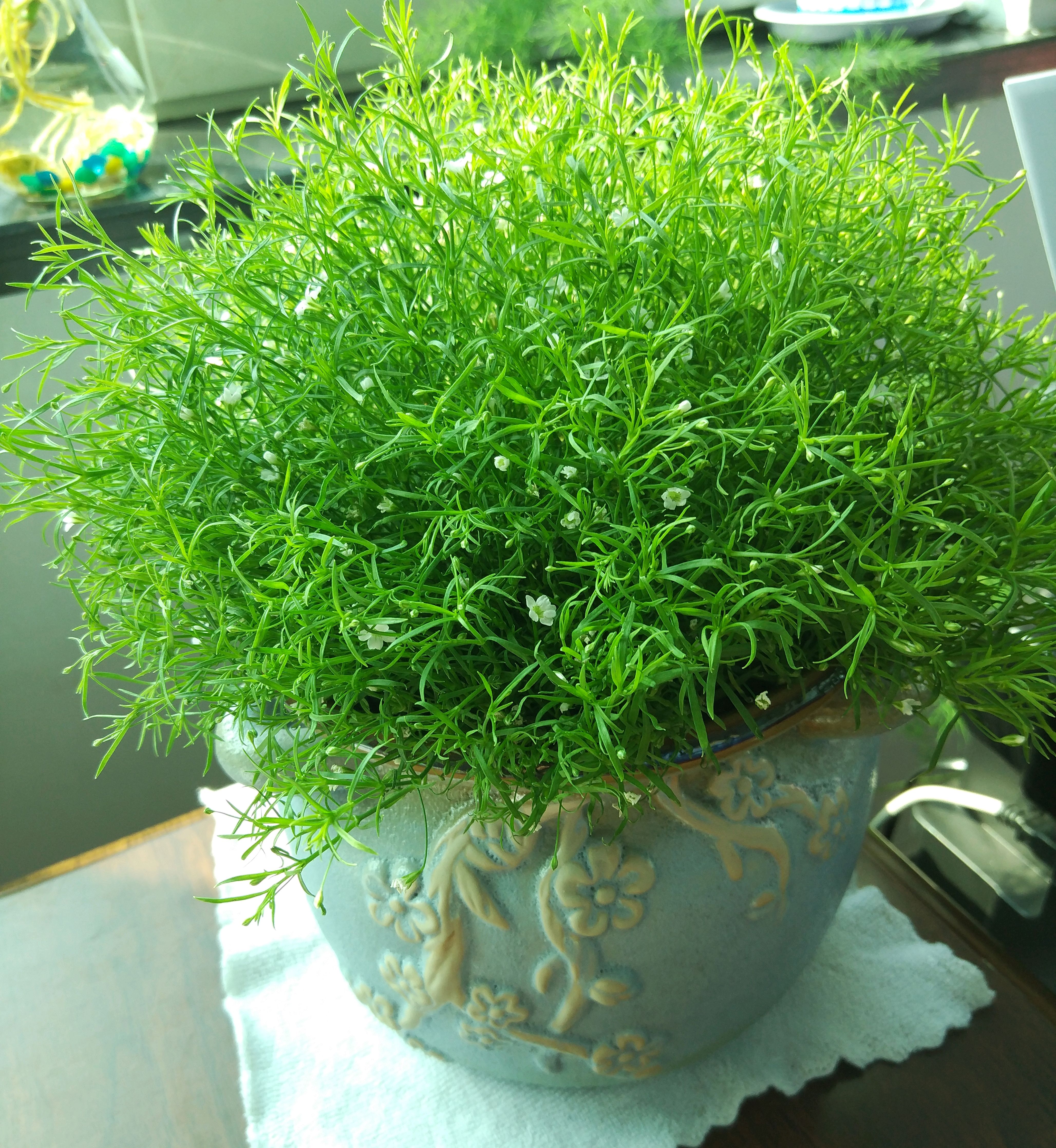 办公室里的花,可能它不是最美的,但却为办公室增添了生活气息