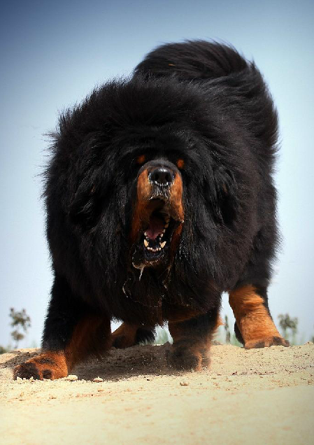 性格刚毅的藏獒,又名西藏獒犬,属獒犬类,很凶猛
