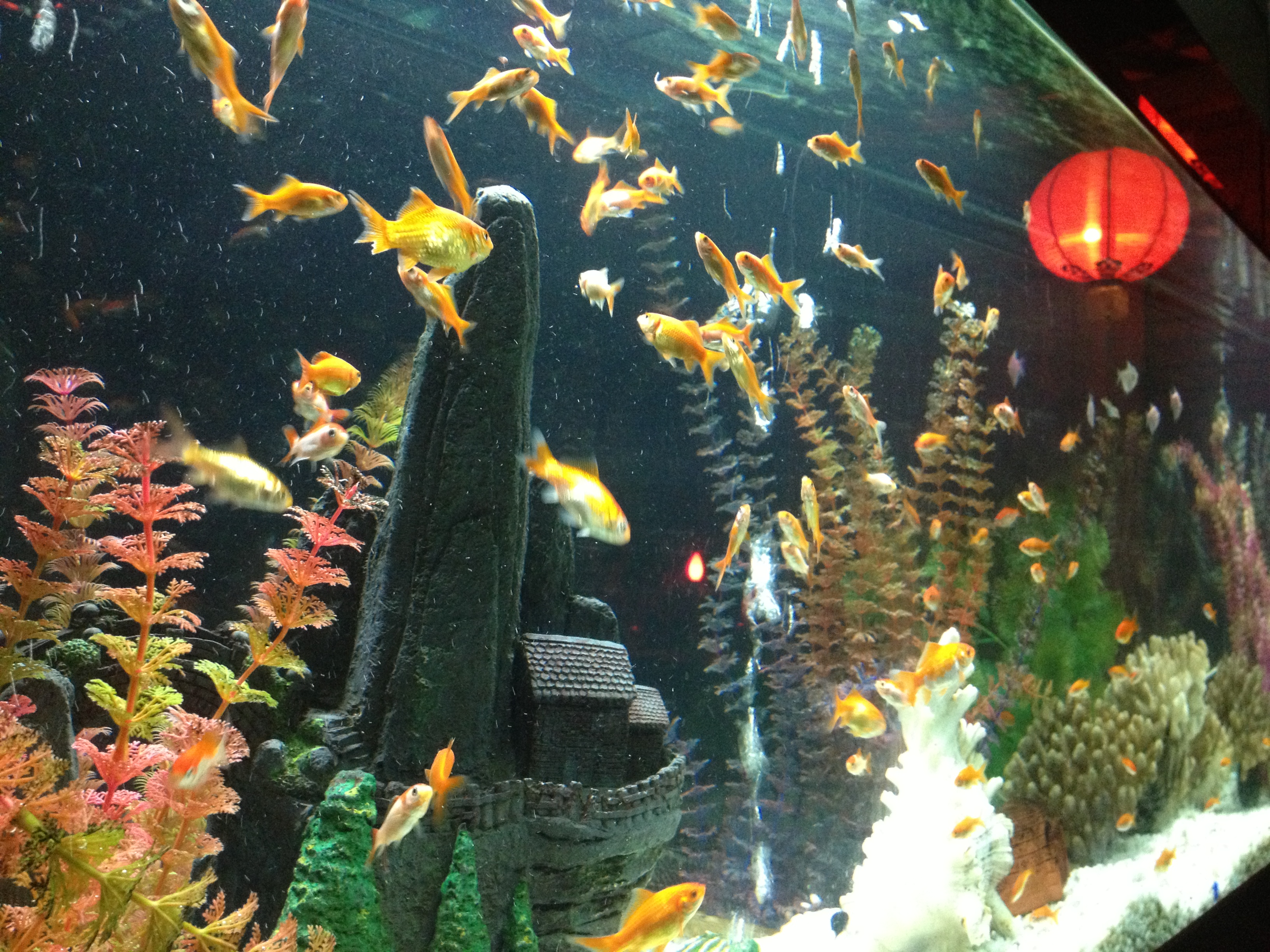 金鱼缸 - 热门商品专区