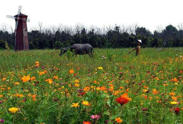 庐江台创园内百亩花海正斑斓
