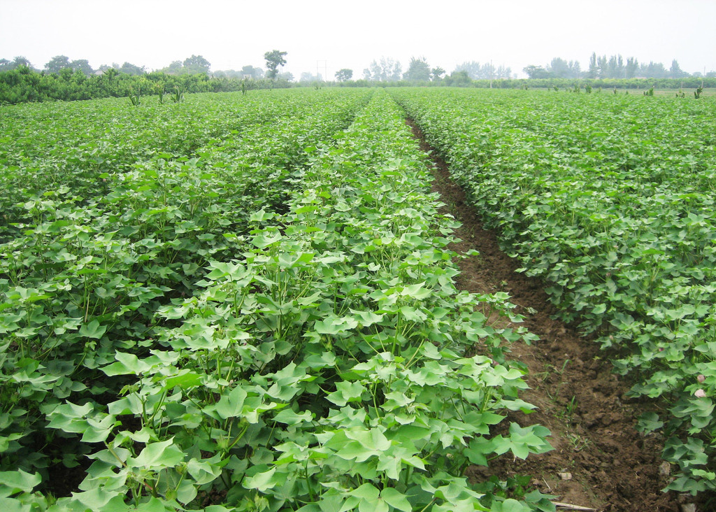 棉花育苗移栽技术,教你如何节省种子,加速良种繁殖,值得一看