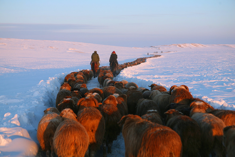 实拍草原上游牧民族的生命大迁徙,一年四季从不停歇