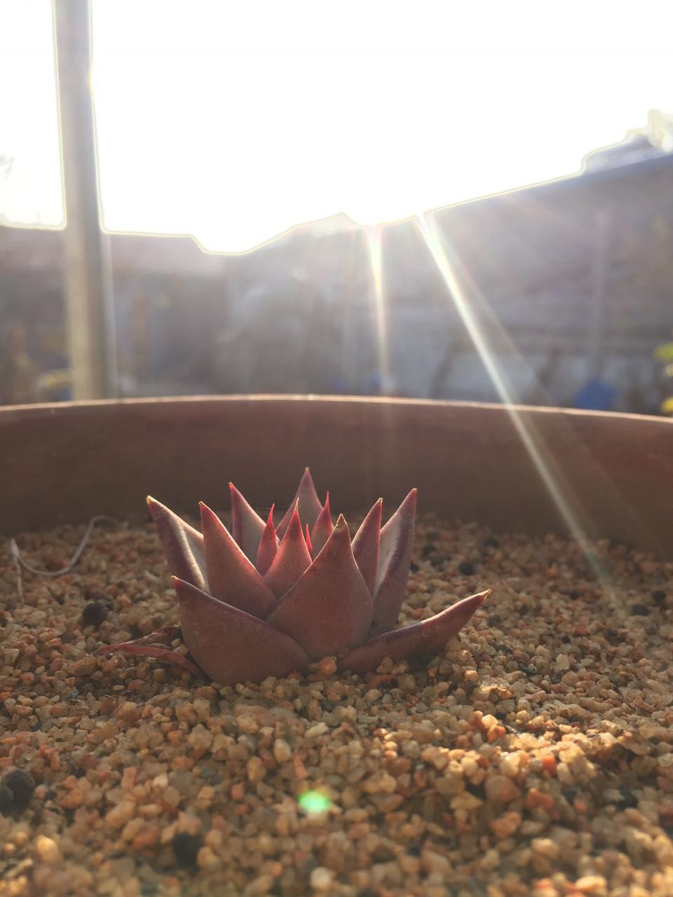 夕阳下的多肉植物,冬天的多肉状态不错