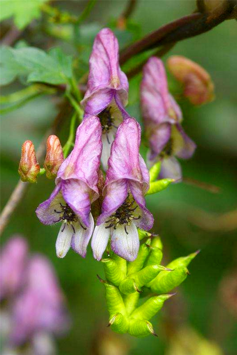 瓜叶乌头的养殖方法及注意事项