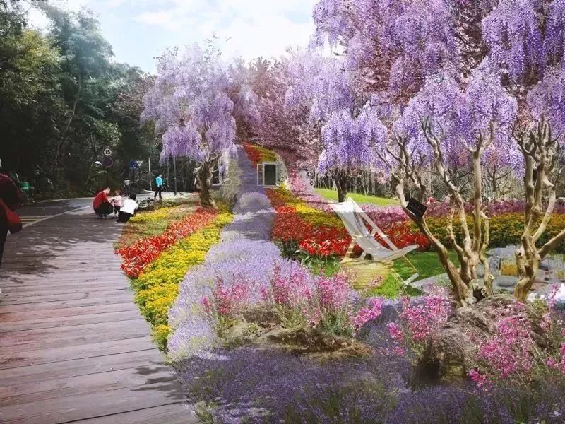 粤港澳大湾区2019深圳花展开幕啦!一起手拉手去赏花吧!