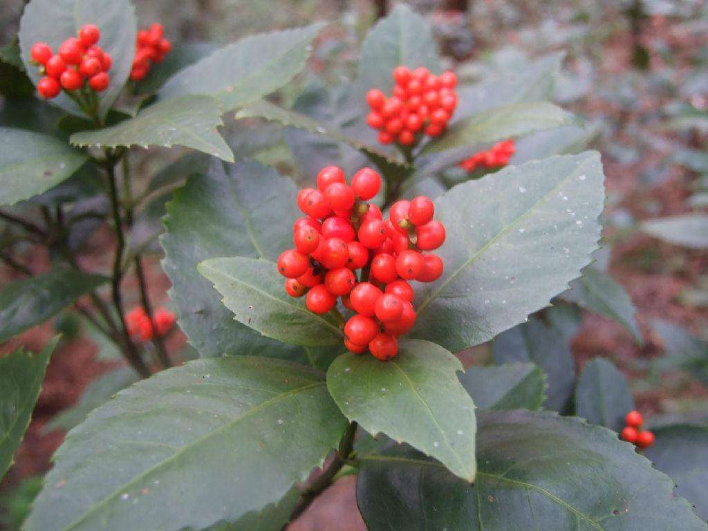 植物草珊瑚图片大全图片