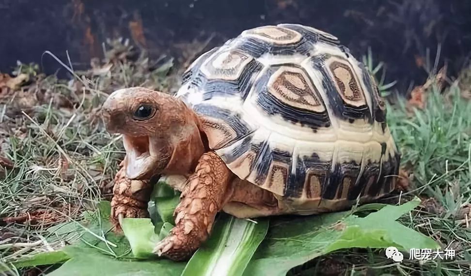 亚达 辐射 豹纹 饲养方面与苏卡达的区别在哪里?