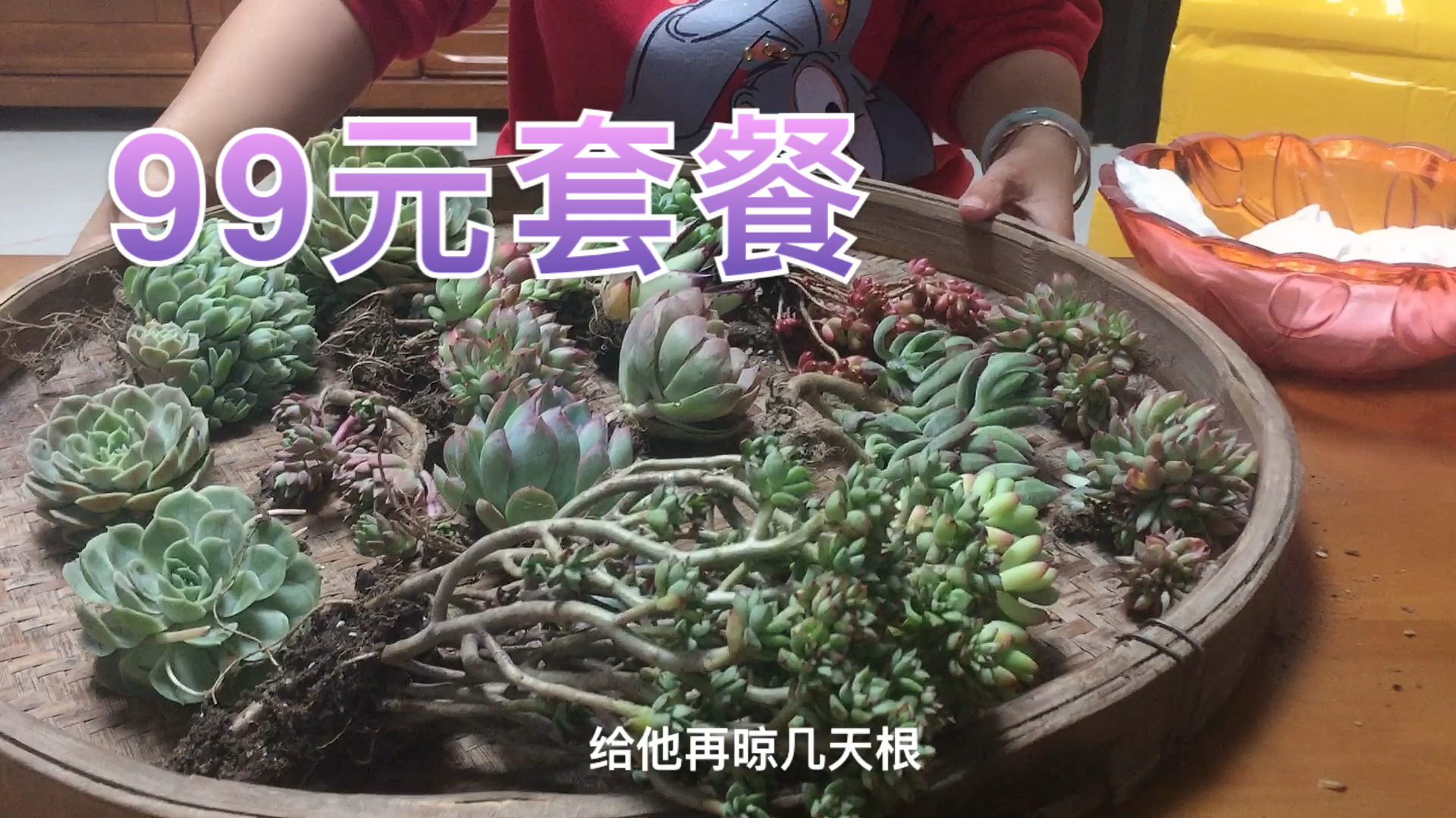 99元买的多肉套餐,杨姐家的多肉又壮大了,大家觉得怎样?