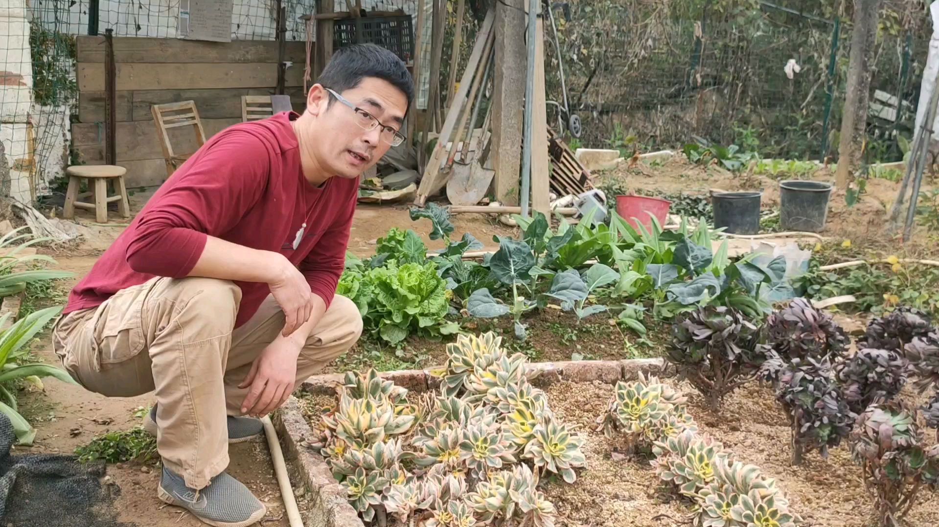 多肉患上了夏天才多发的病,看看多肉大棚主怎么冶疗的