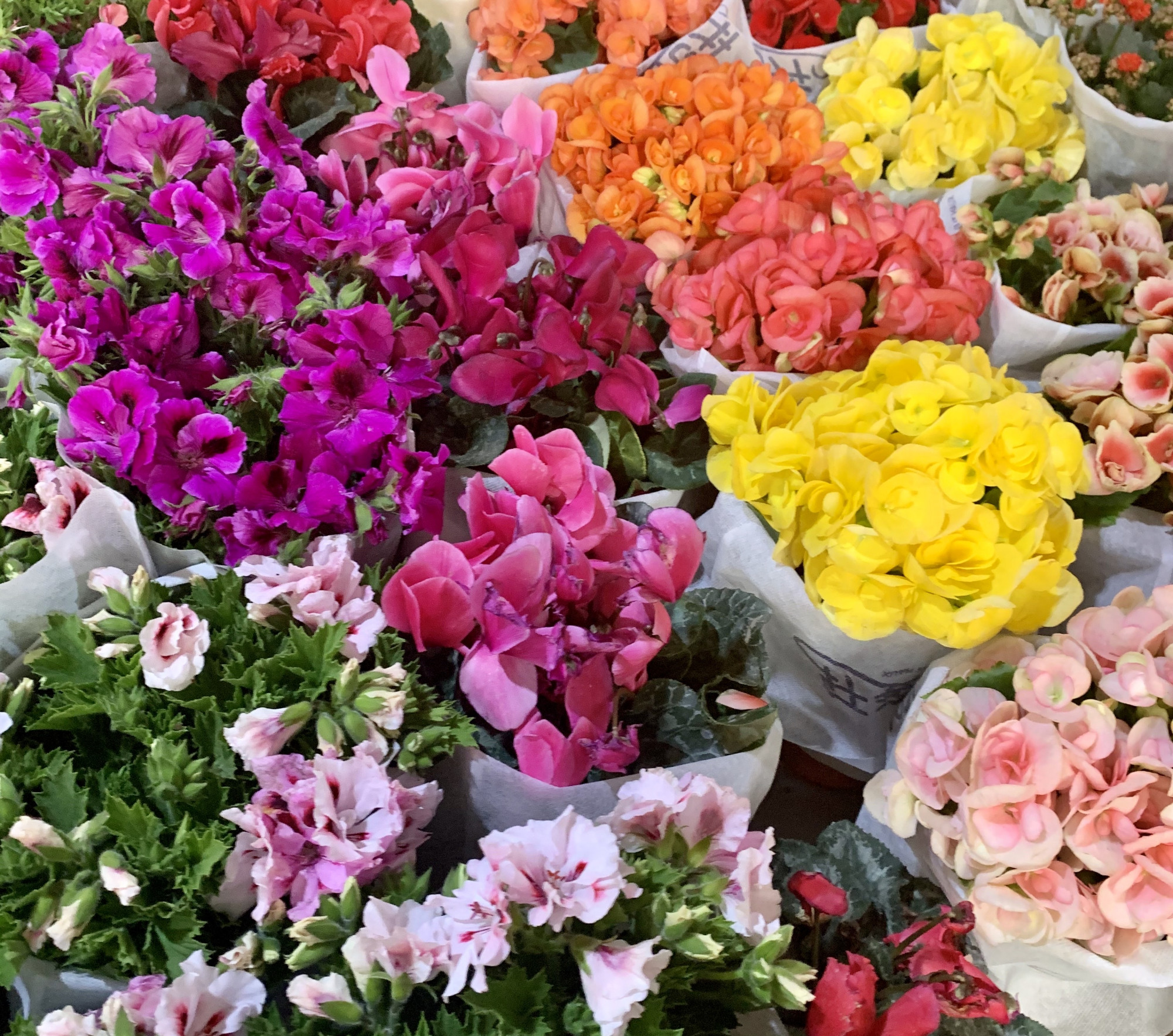 昆明斗南,成堆的花