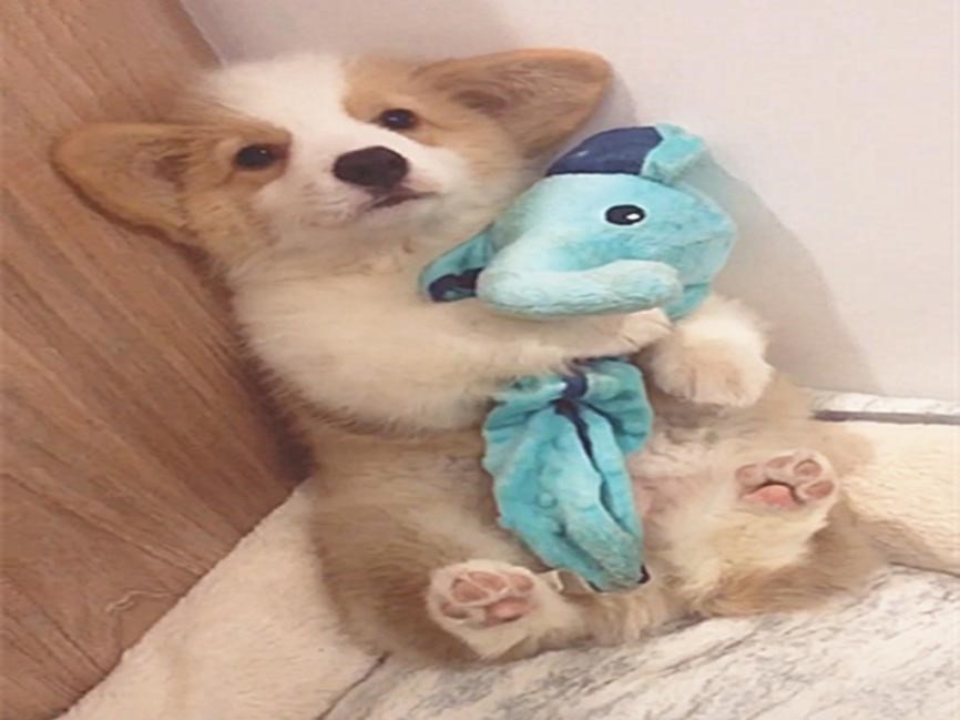 小柯基把窝咬坏了,被主人训话后,抱着布娃娃在角落瑟瑟发抖