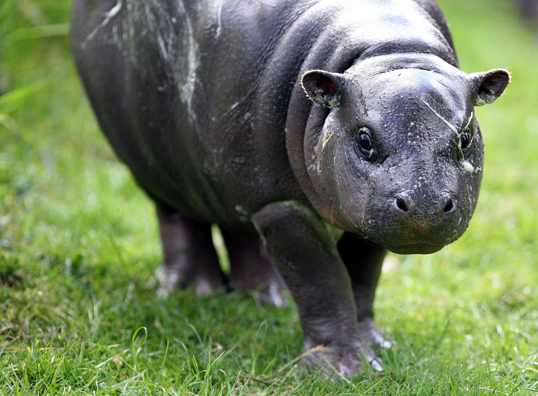 成年河马的体长可达5.5米,肩高可达2.3米,体重可达4.5吨.