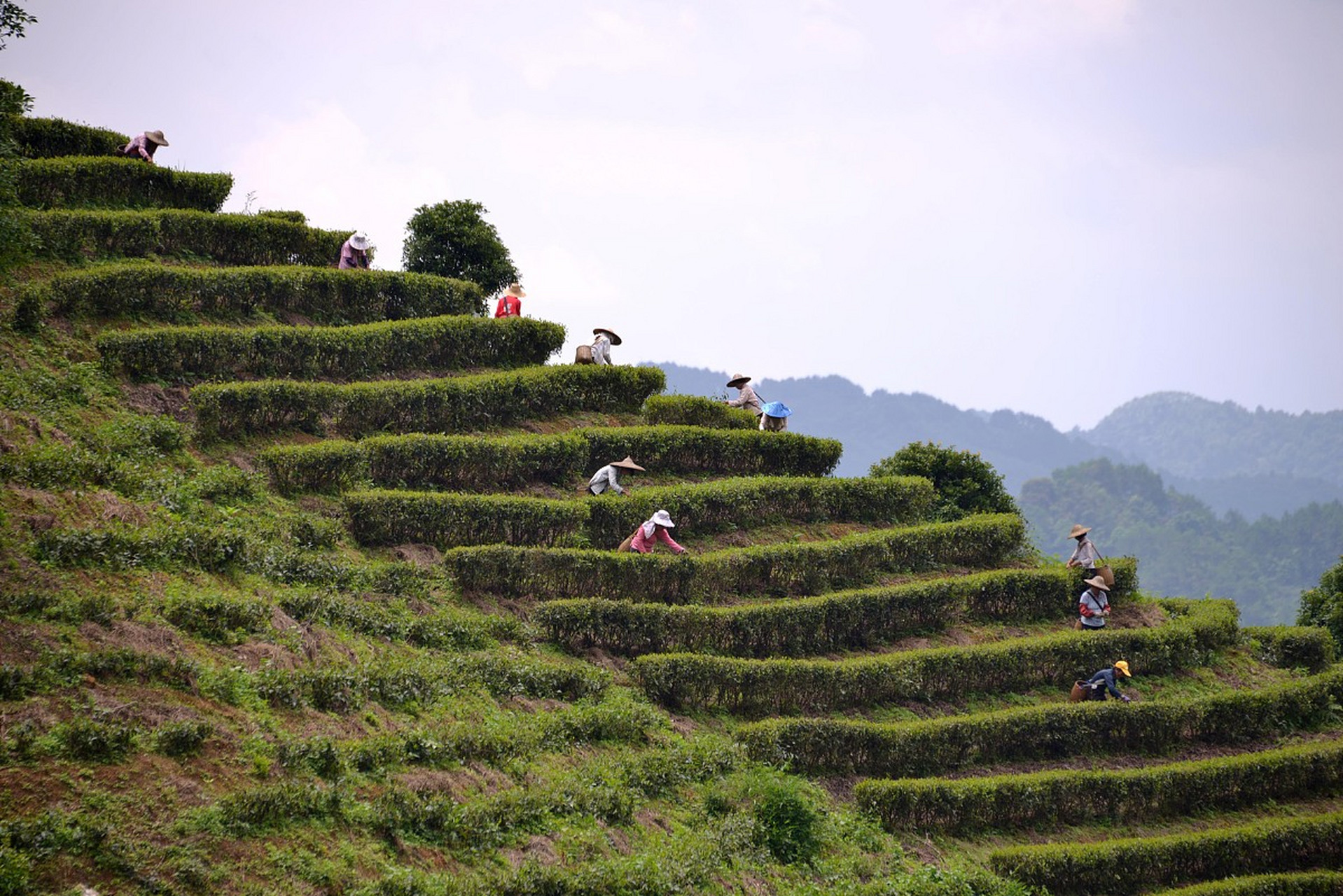 梅州雁南飞茶田景区位于广东省梅州市梅县区,是一个集茶叶生产,加工