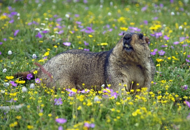 野生动物雪猪子壁纸,神灵雪猪子
