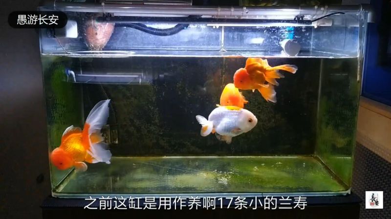 应鱼友要求 对金鱼小缸从尺寸 过滤 鱼只 维护等细节详细介绍 大自然 环球自然 好看视频