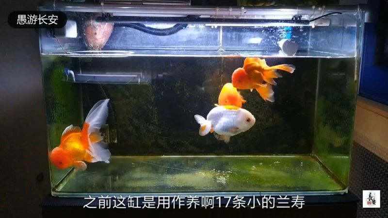应鱼友要求 对金鱼小缸从尺寸 过滤 鱼只 维护等细节详细介绍 大自然 环球自然 好看视频 应鱼友要求 对金鱼小缸从尺寸 过滤 鱼只 维护等细节详细介绍 大自然 环球自然 好看视频