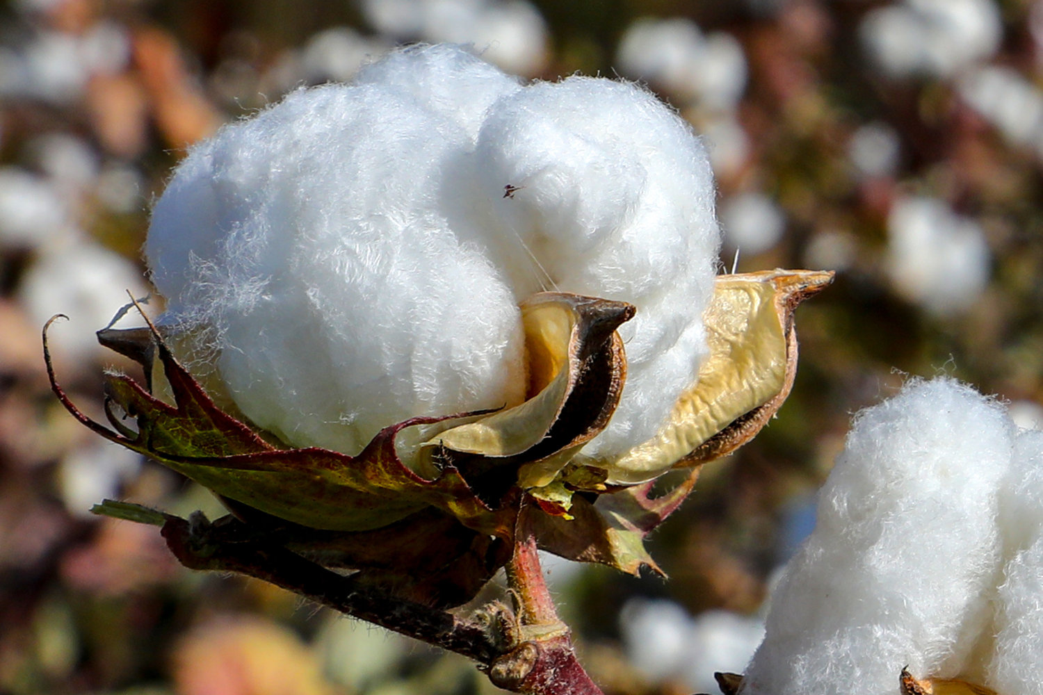 新疆哈密:20万亩棉花吐絮,全国最大棉花产区进入采摘期