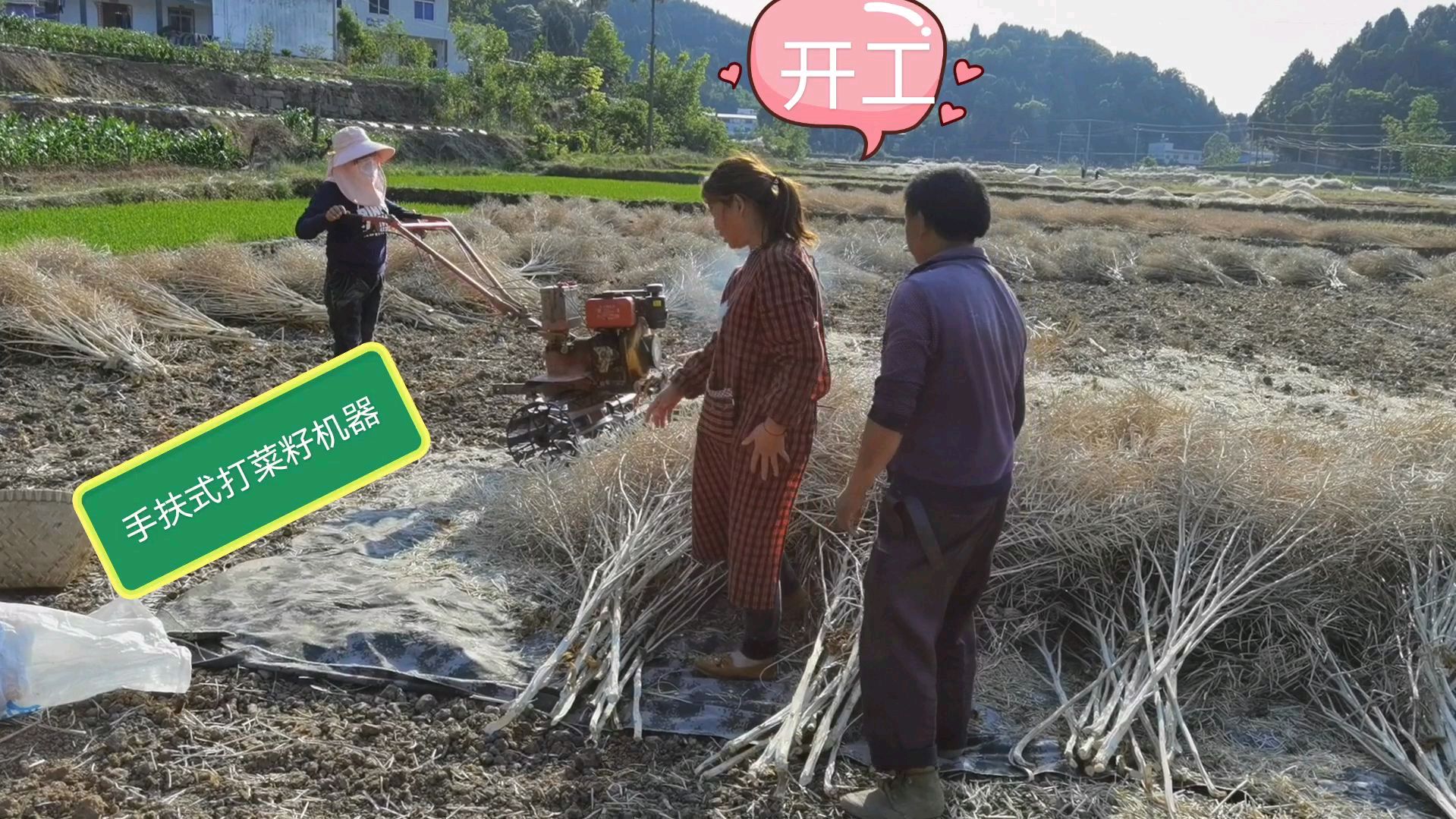 四川绵阳农村打菜籽,这方法我第一次见,不知你见过没