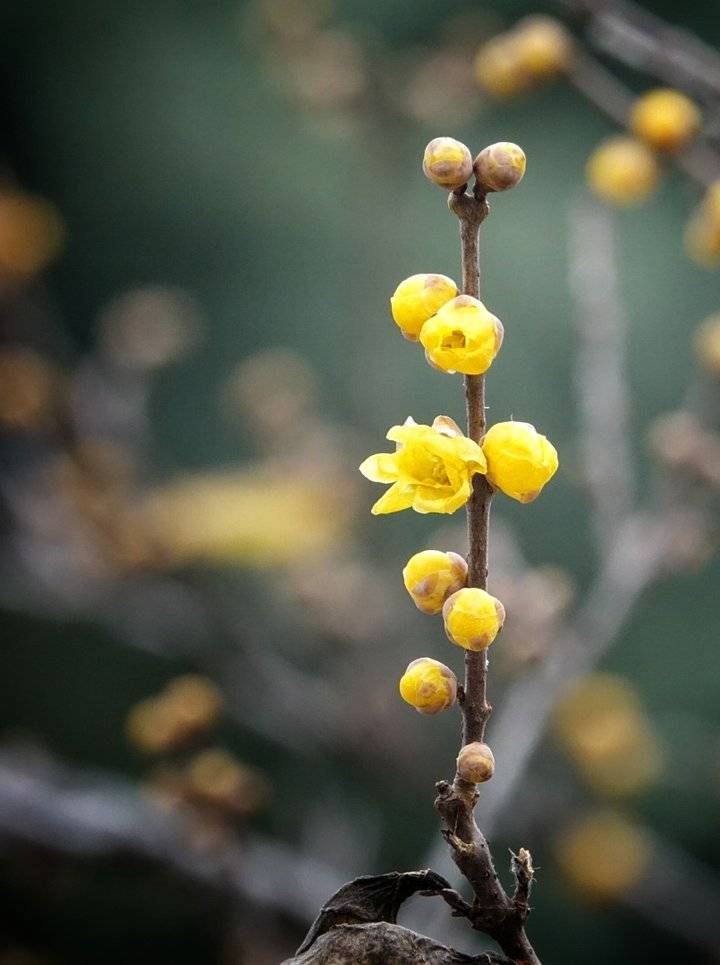 一支腊梅花图片