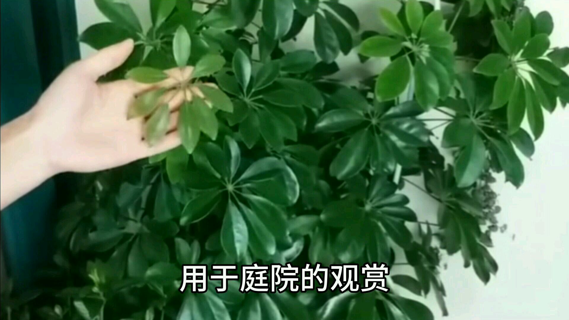 鸭掌木是家里的“净化器”,特别是吸烟产生得“尼古丁”