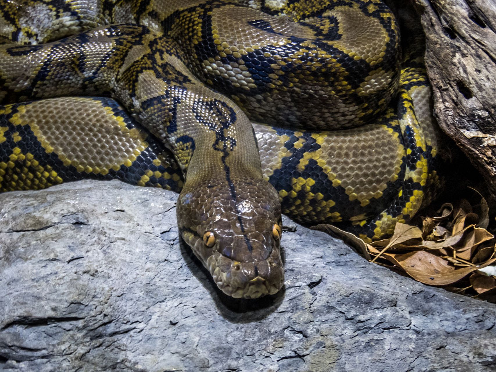蟒蛇是一种大型原始蛇类,广泛分布于全球的热带和温带地区.