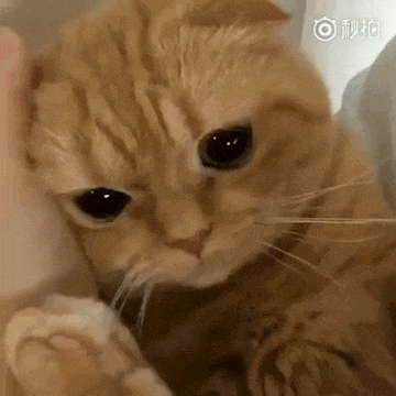 今天我要搬家了,大家都来帮忙吧