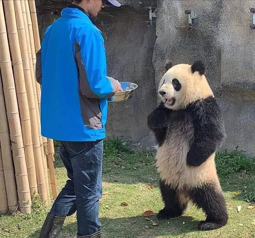 喂饭迟到,傲娇熊猫手叉腰抱怨:人家等那么久都饿了!