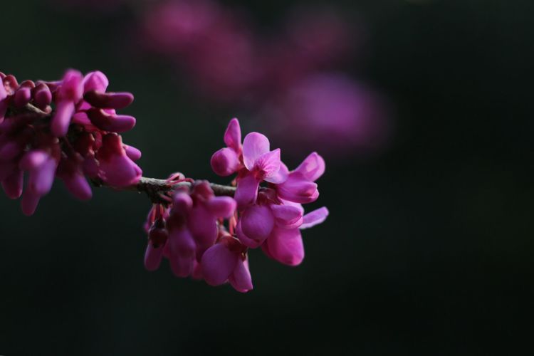 紫荆花代表着亲情,有着合家团圆,兄弟和睦的美好寓意.