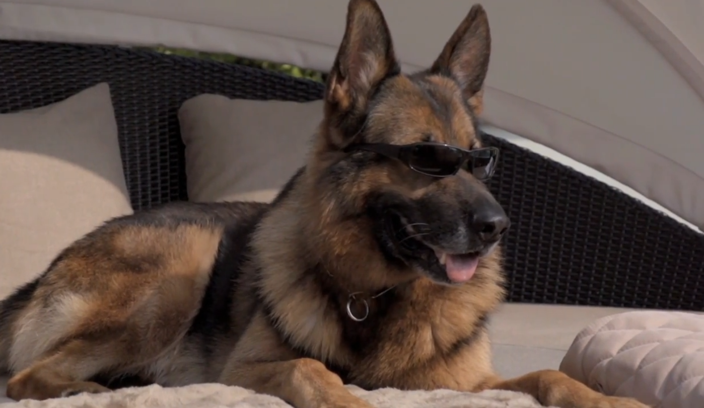 全世界最富有的狗,身家26亿坐拥别墅城堡,真是人不如狗系列