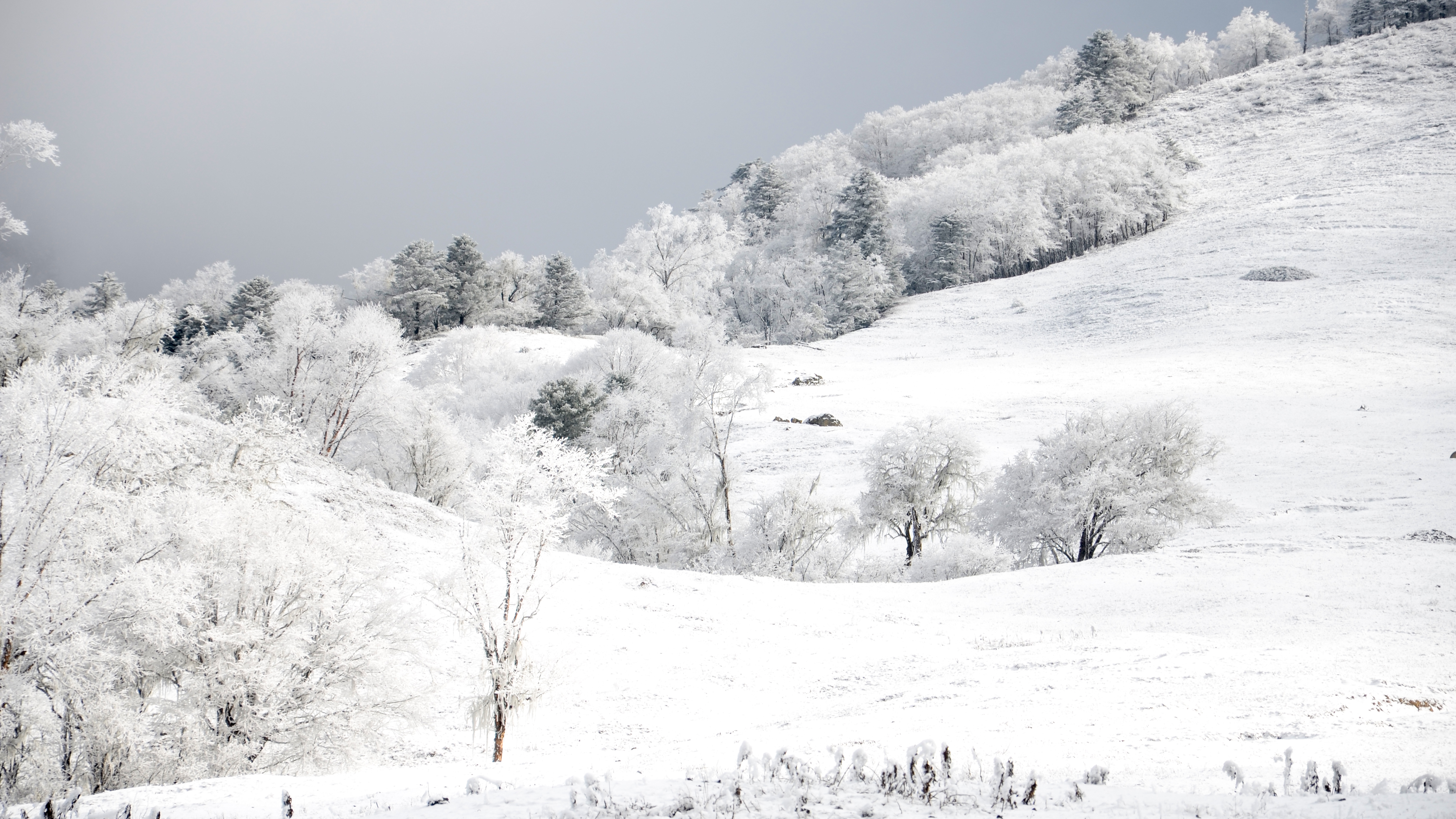甘孜藏族自治州的小草原,在严寒的冬季变得更美丽