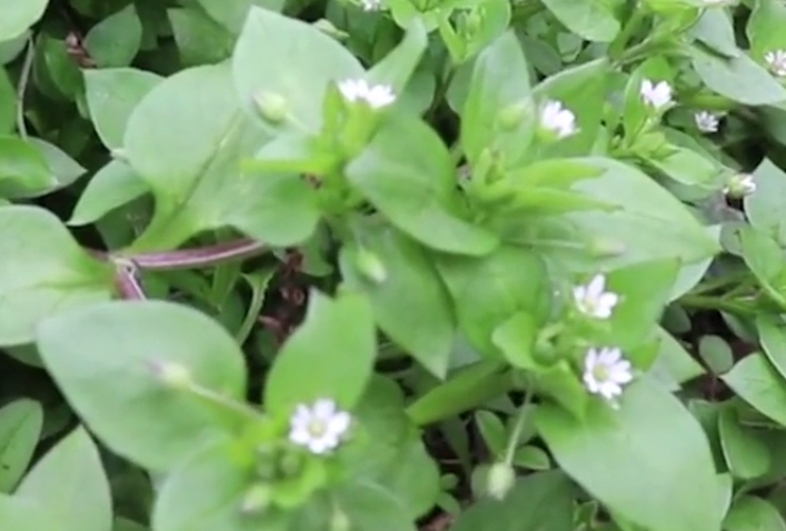 鹅肠菜是农村常见的野菜,过去农民不待见,如今用来煲汤味道一绝