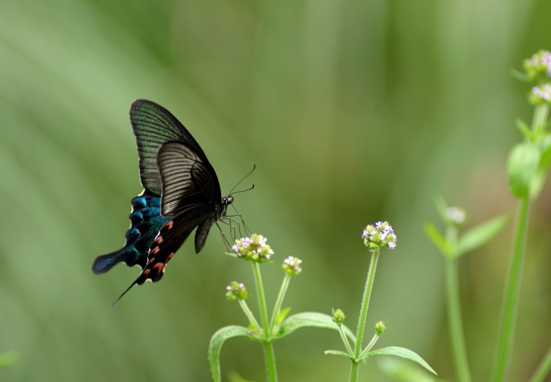 动物知识普及——克里翠凤蝶