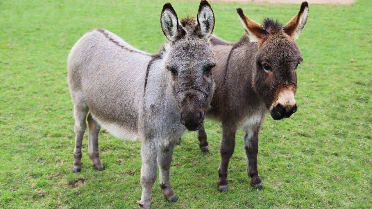 新型宠物迷你驴风靡澳洲,体型娇小性格温顺,一只被炒到两万