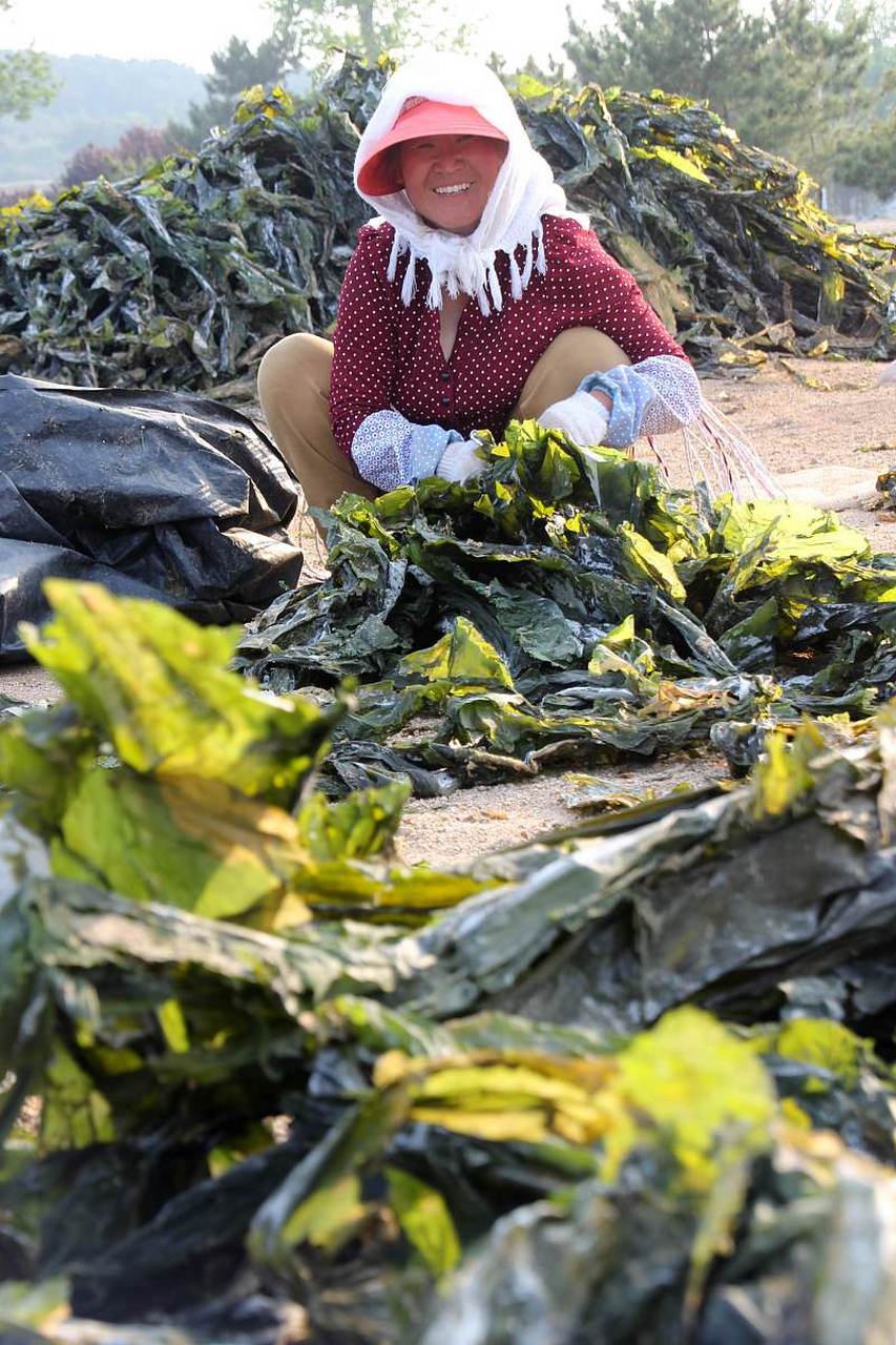 海带只能生长在海里?