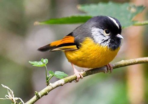 金胸雀鹛(学名:lioparus chrysotis),是莺科的一种, 体型略小.