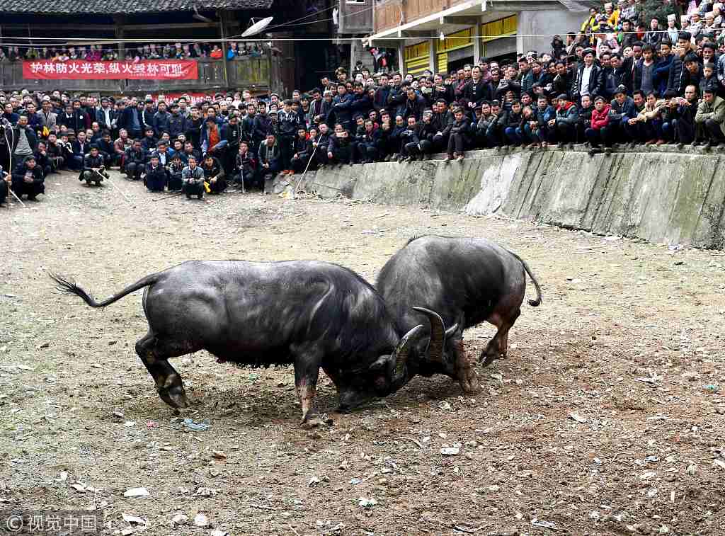 贵州乡村斗牛闹新春  场面壮观