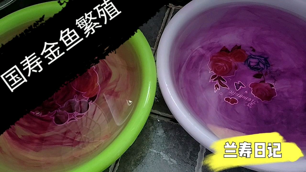 兰寿金鱼种鱼产籽了 开始孵化鱼苗