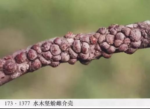 里面可能全是虫子!