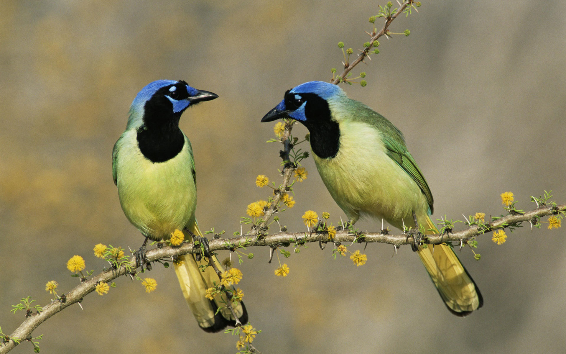 清晨,一群鸟儿叽叽喳喳在树枝上欢快地唱个不停.