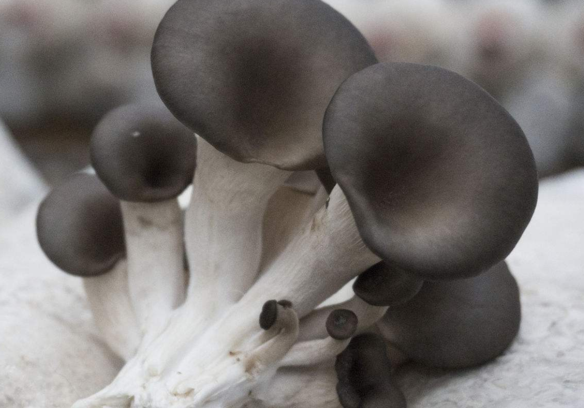 姬菇出菇巧管理,教给你出菇期的管理方法和注意问题