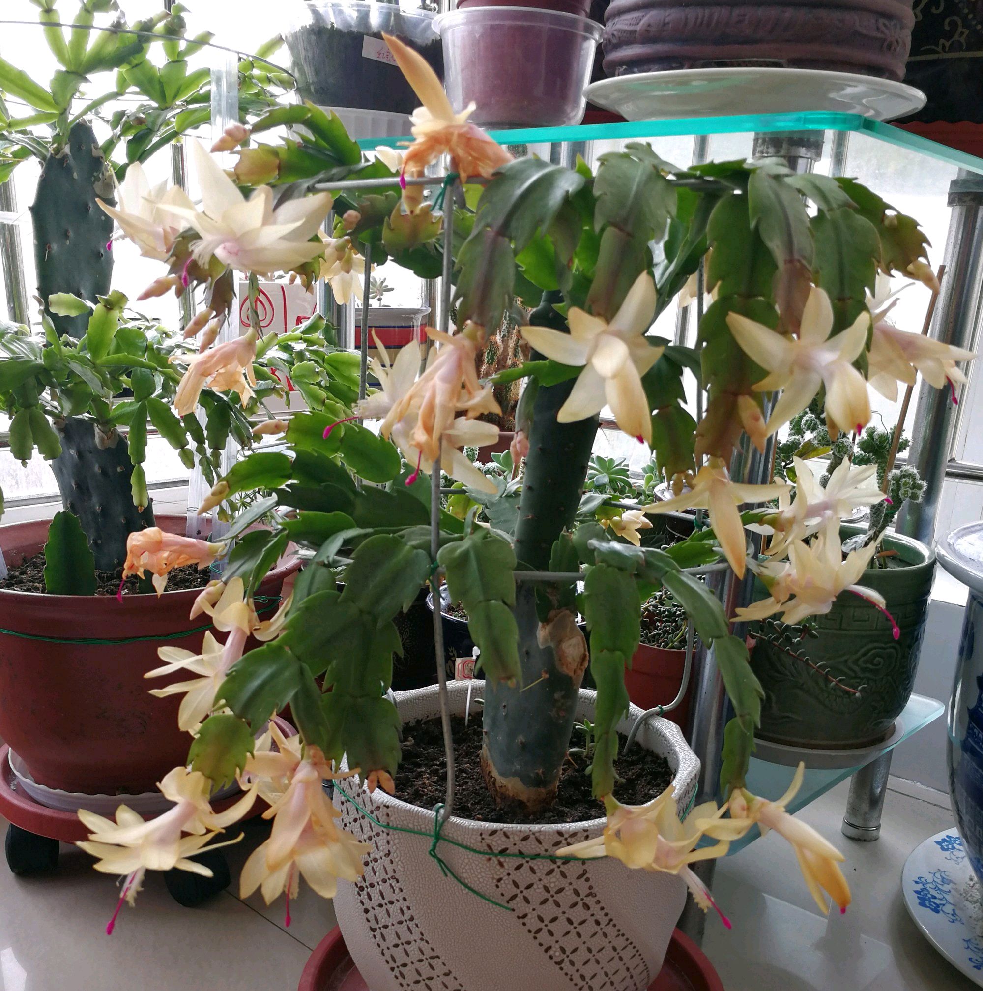 仙人掌嫁接蟹爪兰,做不到4点,徒劳无功,嫁接一盆坏一盆