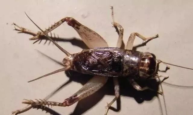 黄麻头型,蜜蜡白青蟋蟀