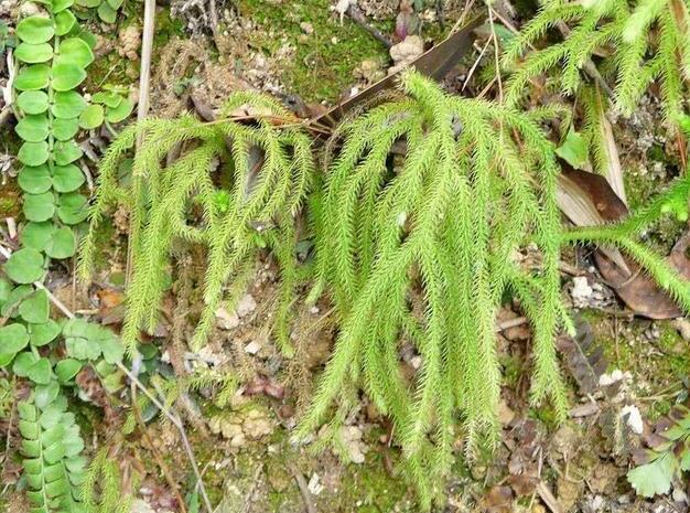 长在老树上的它,人称"龙须草,能治"关节痛,别拔,很珍贵