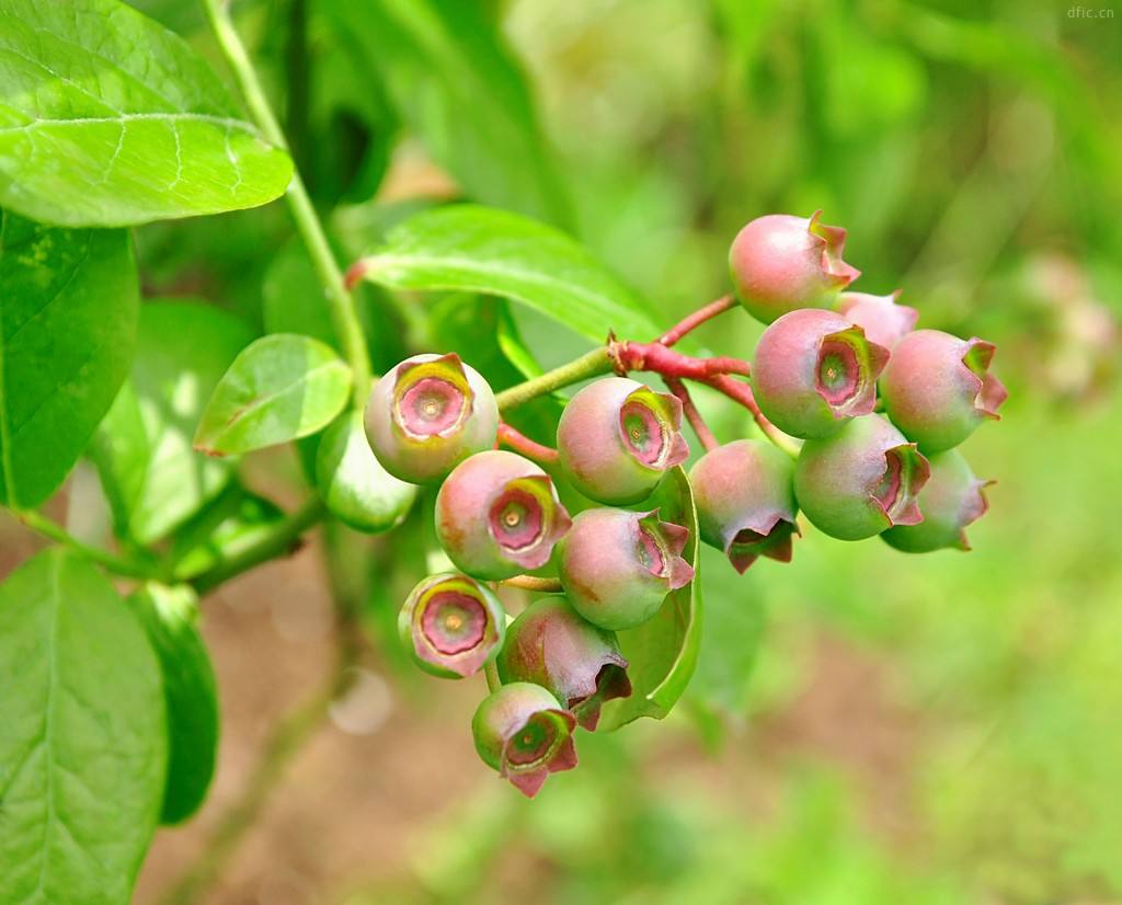 藍莓樹苗